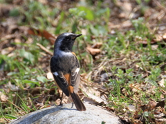 日々探鳥 石舞台のジョビオ③