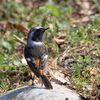 日々探鳥 石舞台のジョビオ③