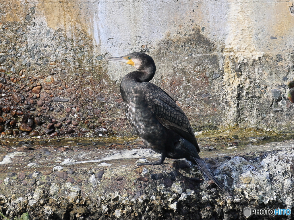 日々探鳥 夢見のエメラルド