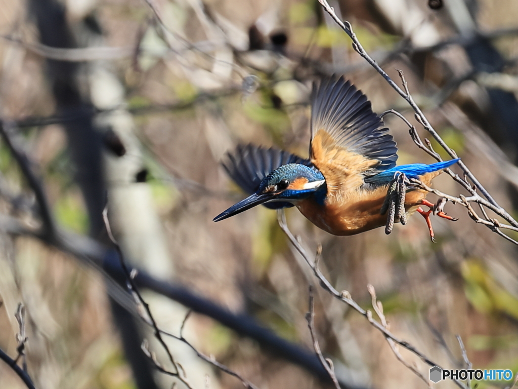 今日のカワセミ 飛び出し⑥