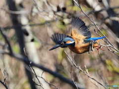 今日のカワセミ 飛び出し⑥