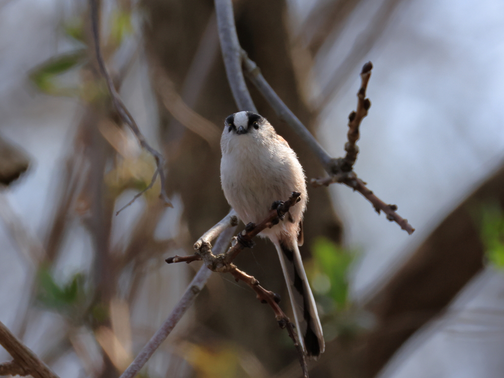 日々探鳥 いつ見てもかわいいね！①
