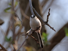 日々探鳥 いつ見てもかわいいね！①