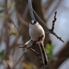 日々探鳥 いつ見てもかわいいね！①