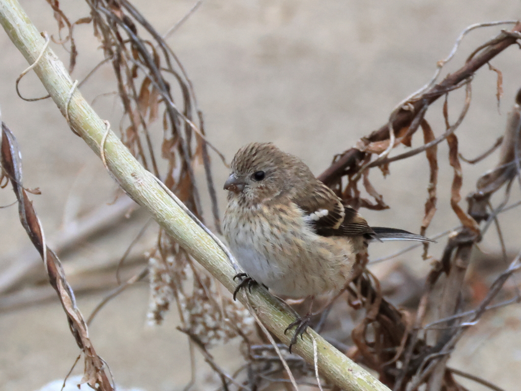 日々探鳥 ベニマシコ♀ ？①