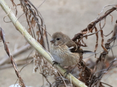 日々探鳥 ベニマシコ♀ ？①