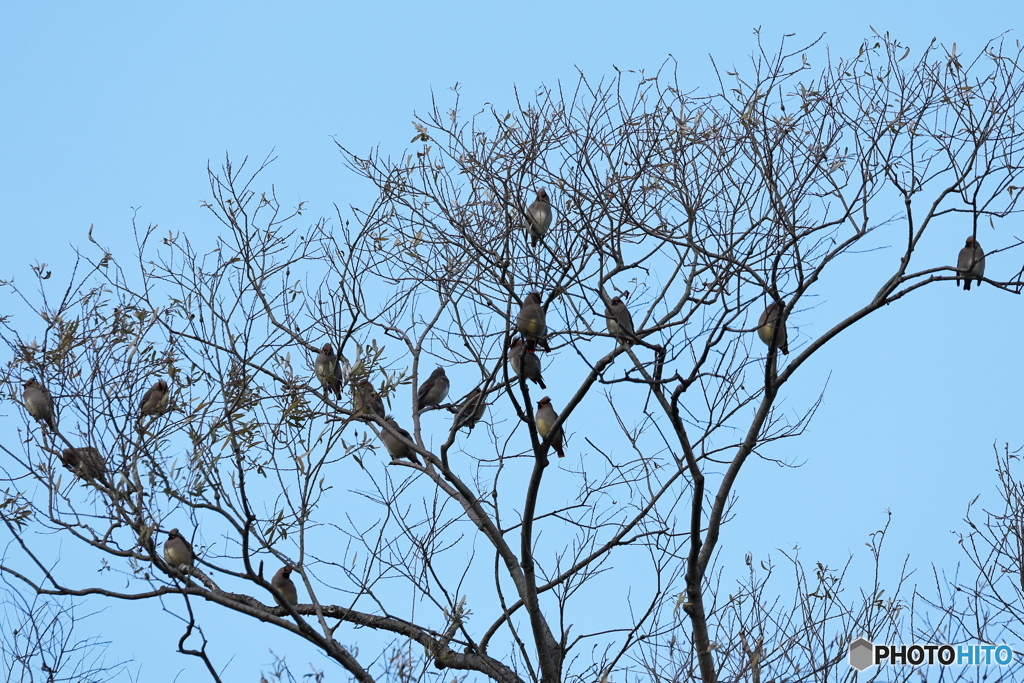 日々探鳥 この群れ何羽？