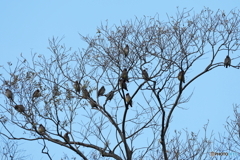 日々探鳥 この群れ何羽？