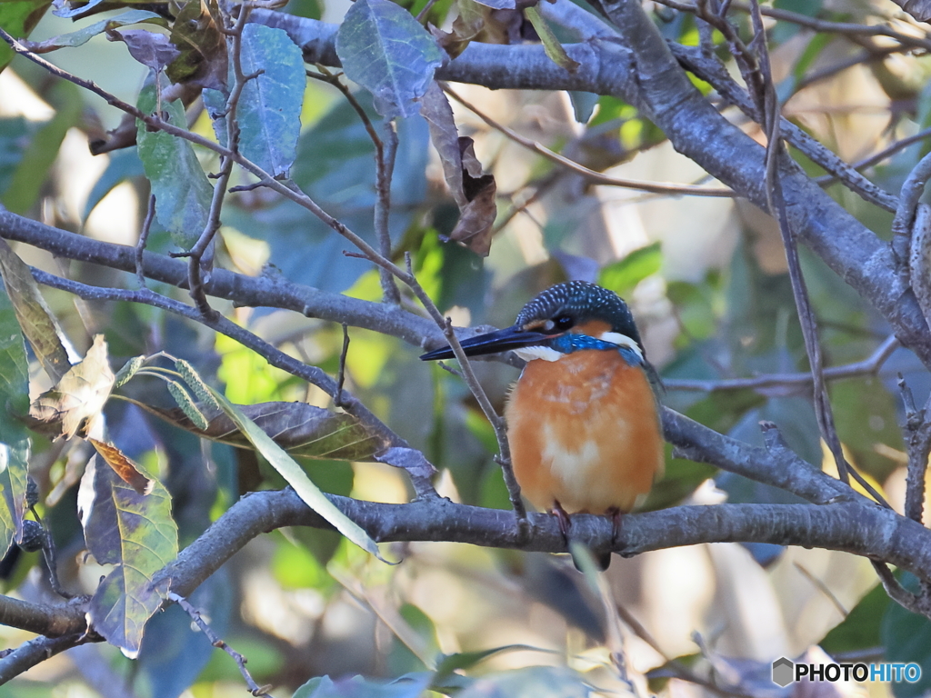 今日のカワセミ 葉っぱに埋もれて