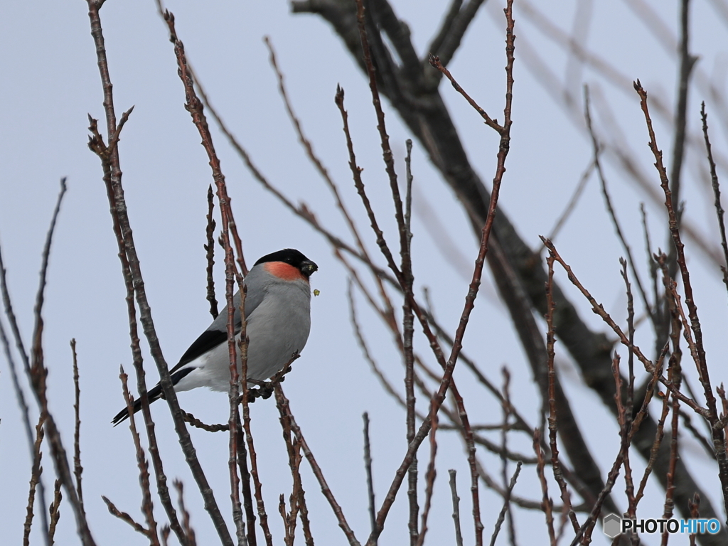 日々探鳥 桜新芽とウソ♂