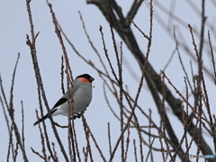 日々探鳥 桜新芽とウソ♂