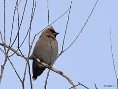 日々探鳥 今季初の黄連雀②