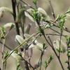 探鳥の合間に すっかり春が