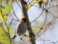日々探鳥 今日のお出迎えはウソ