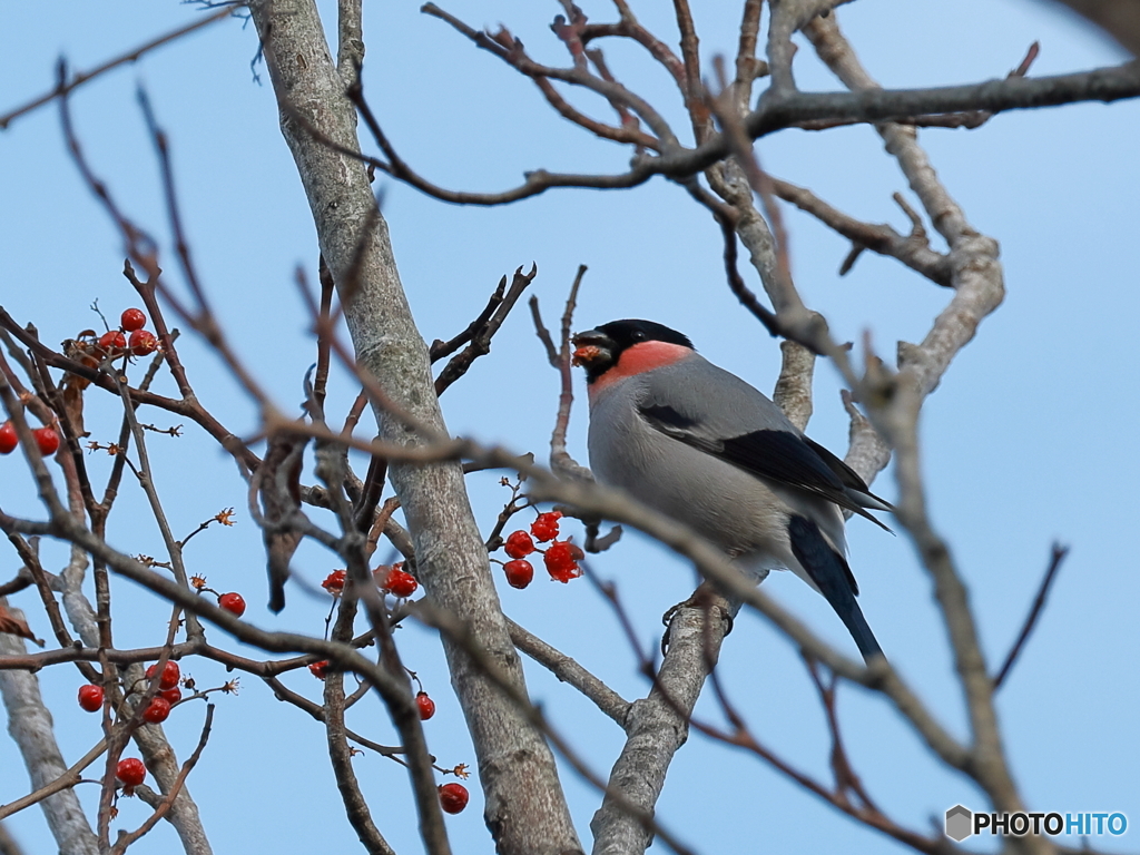 日々探鳥 赤い実をほおばるウソ♂