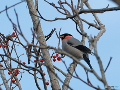 日々探鳥 赤い実をほおばるウソ♂