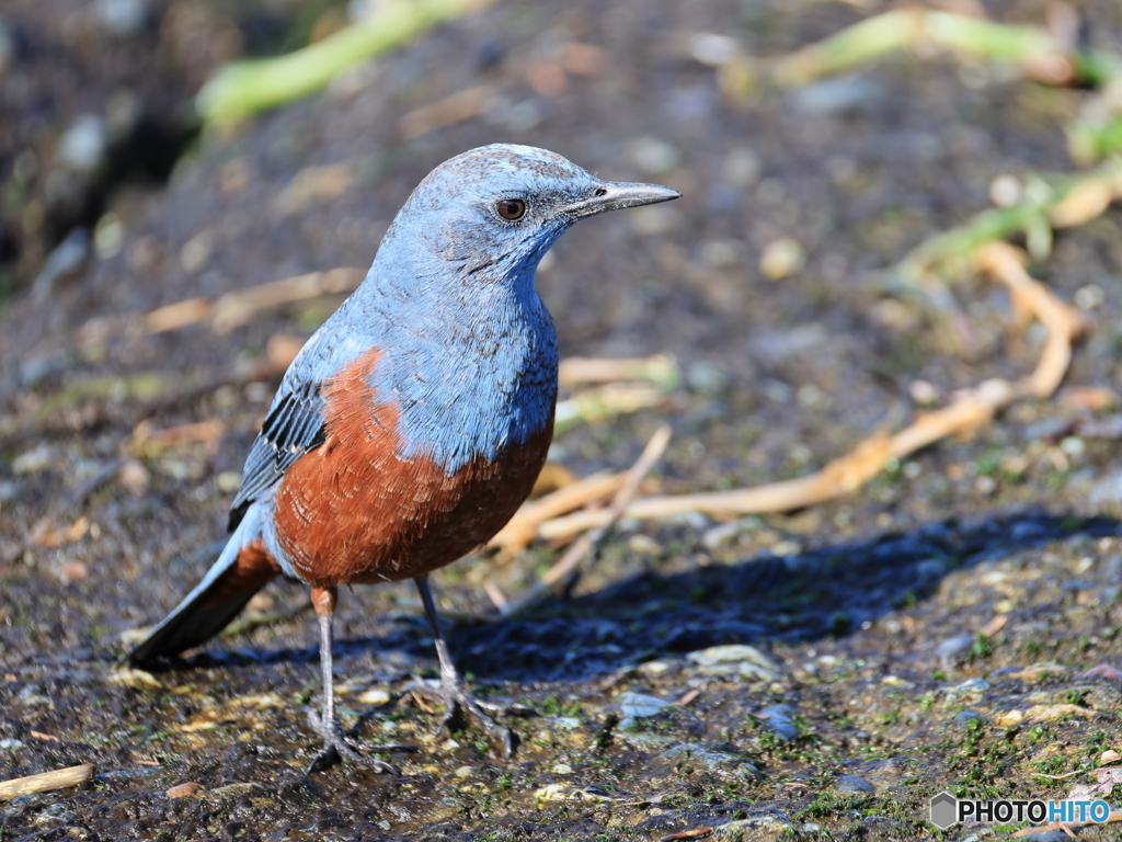 日々探鳥 どこまで来るのかな？