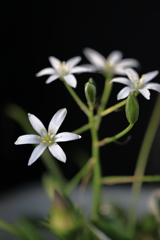 庭の花 オオアマナ