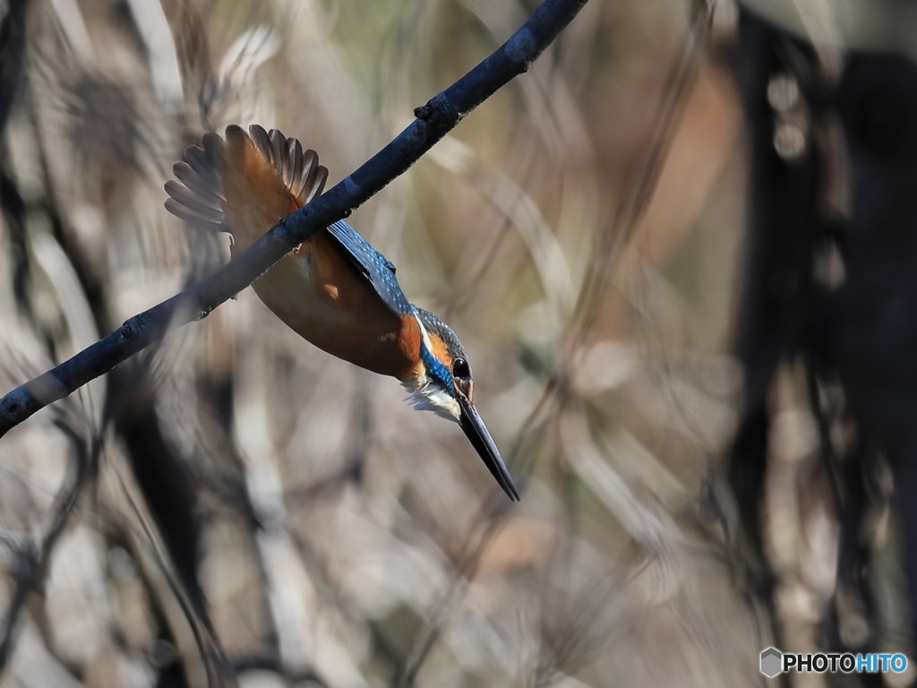 今日のカワセミ 飛び出し⑧