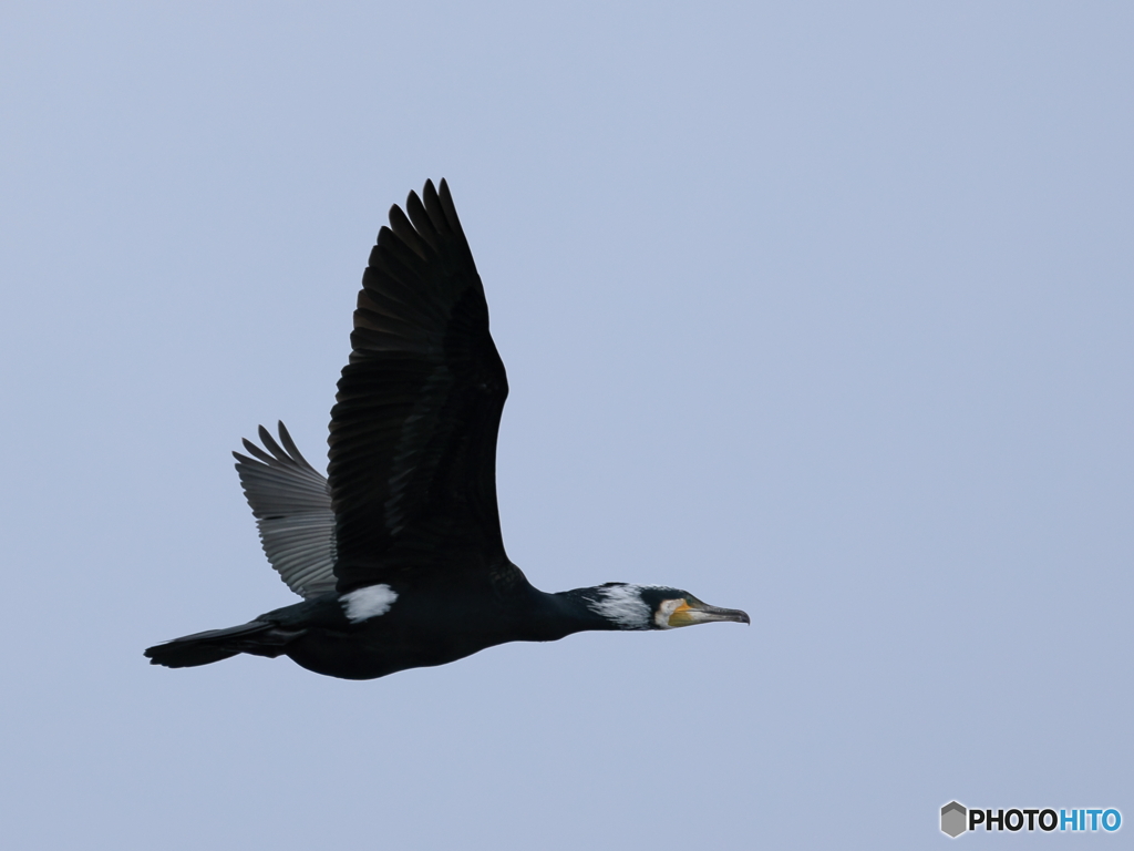 日々探鳥 鵜飛翔①