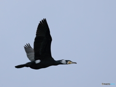 日々探鳥 鵜飛翔①