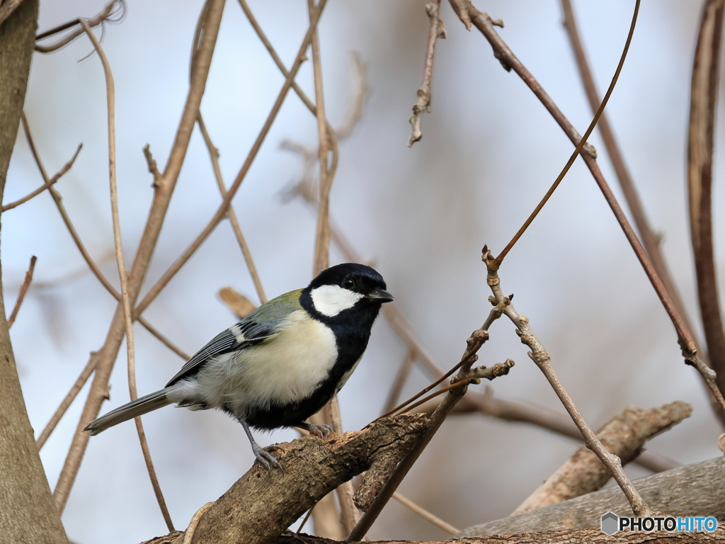 日々探鳥 いつも顔を出してくれる四十雀