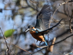 今日のカワセミ いざ！いざ！行くぞ！！