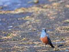 日々探鳥 どんどん近づいて来た