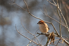 日々探鳥 見張り台