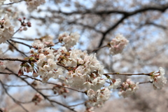 舟川のさくら③