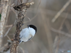 日々探鳥 混群の次はコガラ
