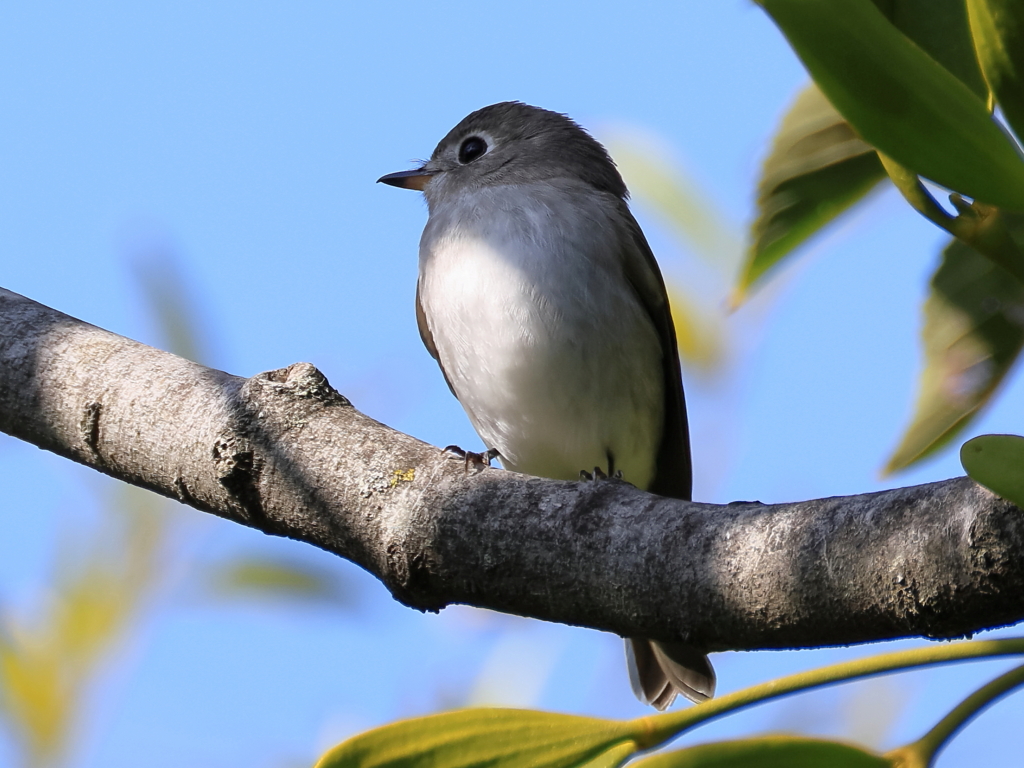 日々探鳥 お澄ましコサメ