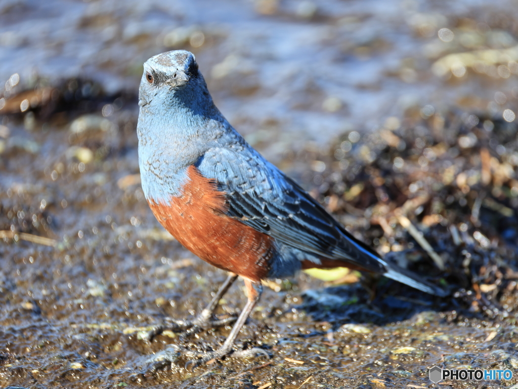 日々探鳥 (すぐ目の前に来て) そこに居たの？
