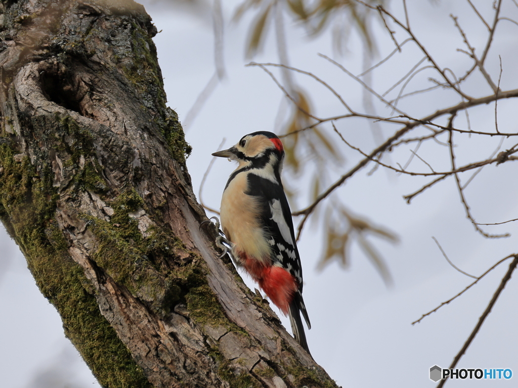 日々探鳥 今日も会えたね