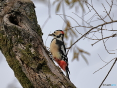 日々探鳥 今日も会えたね