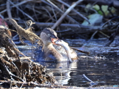 日々探鳥 大口なカイツブリ