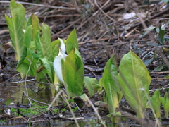 息抜きに水芭蕉