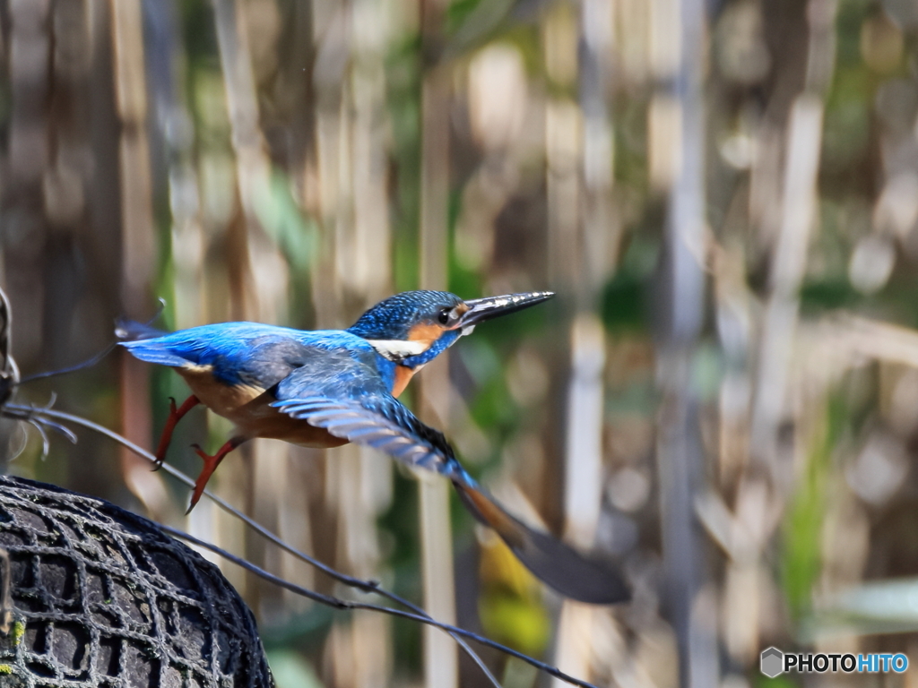 今日のカワセミ 突撃③