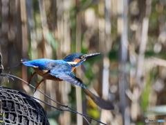 今日のカワセミ 突撃③