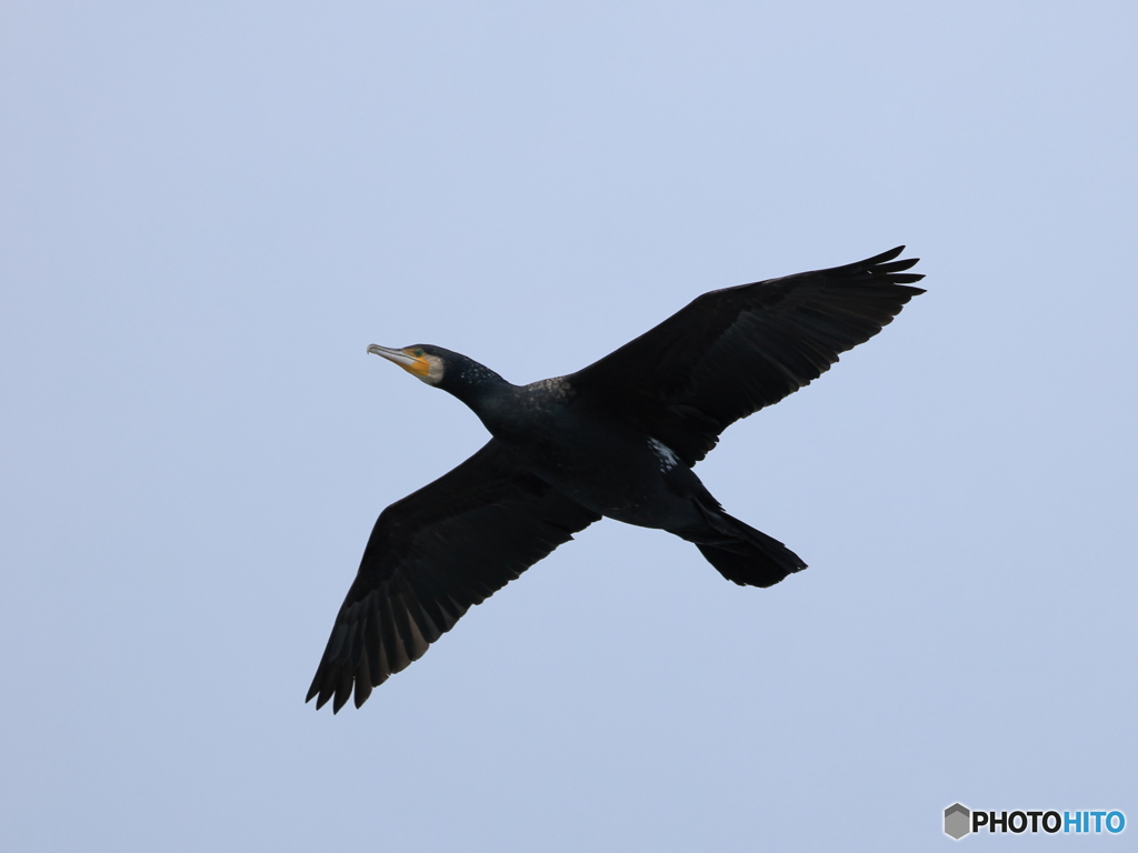 日々探鳥 鵜飛翔②