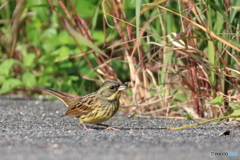 日々探鳥 何か落ちていないかな？
