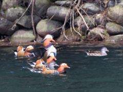日々探鳥 どんな関係？