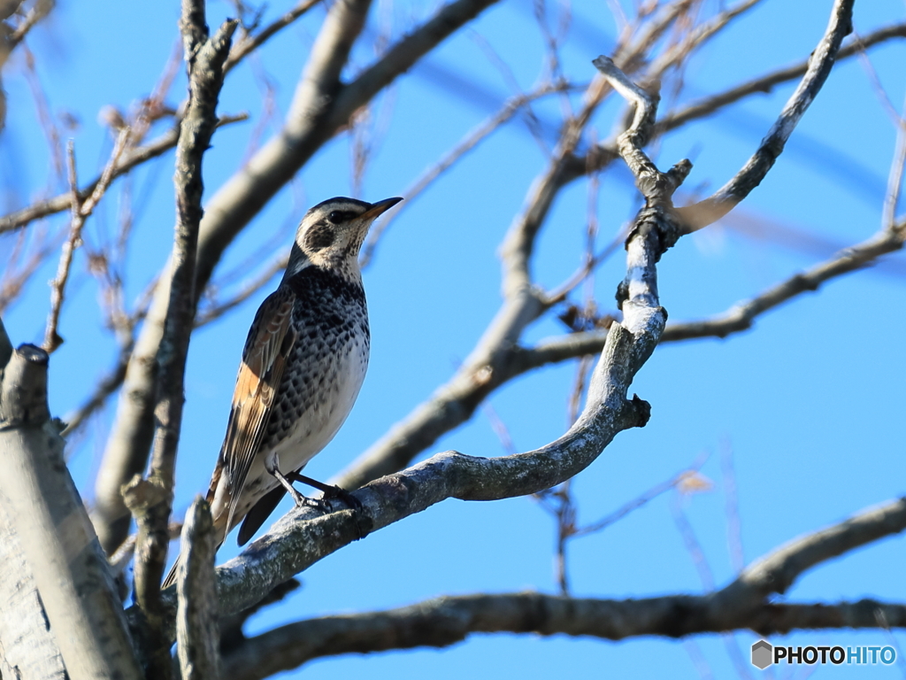 日々探鳥 12/28 いつものツグミ
