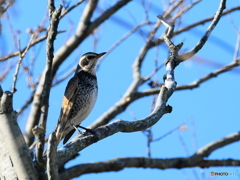 日々探鳥 12/28 いつものツグミ
