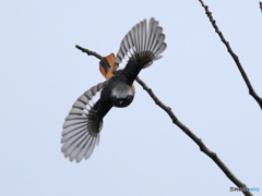 日々探鳥 ジョビオの観察 飛翔