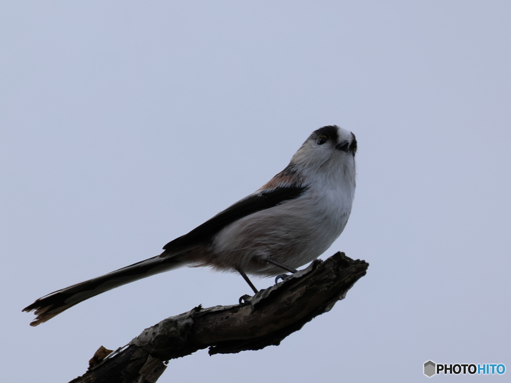 日々探鳥 晩秋の晴れ間にお澄ましエナガ