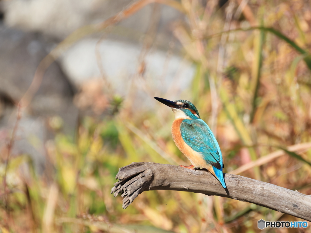 今日のカワセミ 秋色のカワセミ