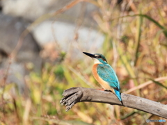 今日のカワセミ 秋色のカワセミ