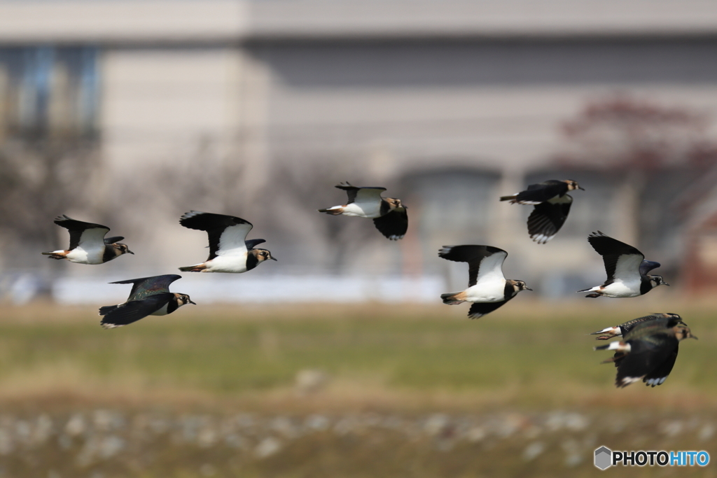タゲリ百選 低空旋回右へ