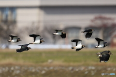 タゲリ百選 低空旋回右へ
